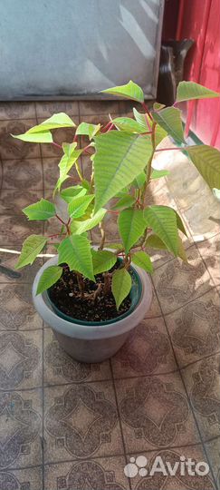 Замиокулькас