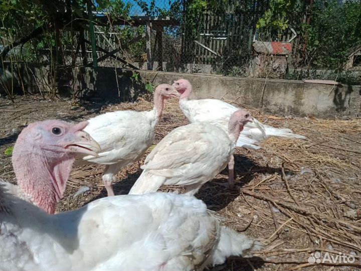 Индюшата Биг 6. Возраст 2 месяц и 3 месяца