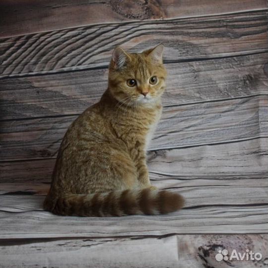 Клубная британка кошечка