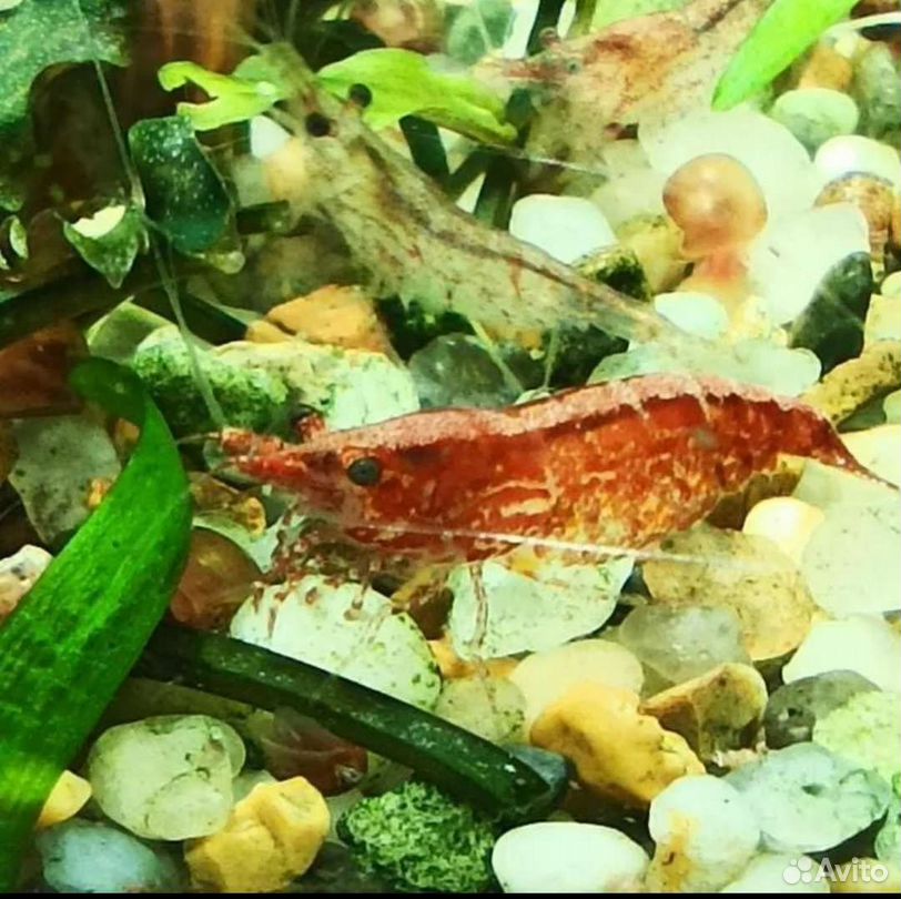 Креветка вишня. Барбус вишневый вуалевый. Креветки вишни содержание. Барбусы вишневые аквариумные. Барбус барбус вишневый.