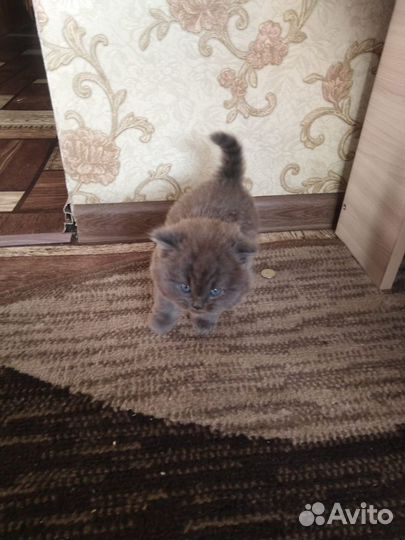 Котенок