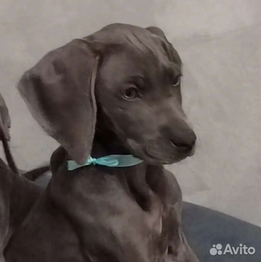 Щенки Голубого Веймаранера