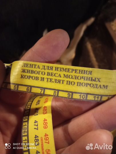 Продам бычка