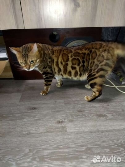 Бенгальская