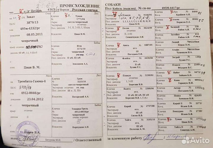 Щенки русской гончей