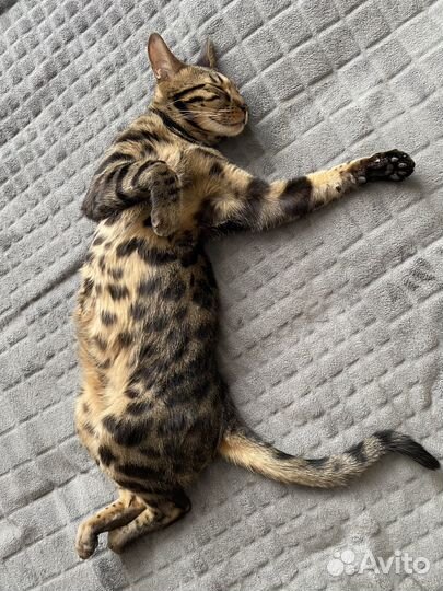 Бенгальский котик