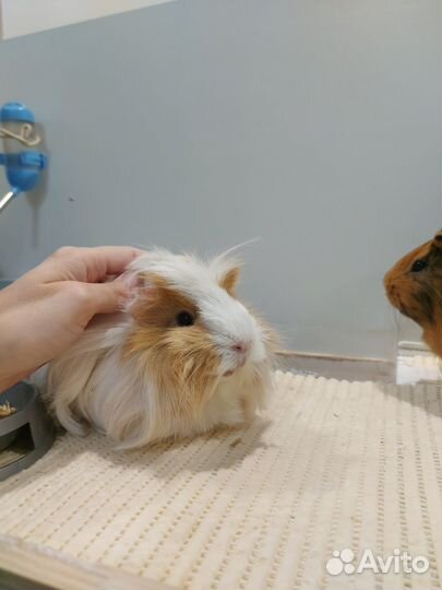 Морская свинка 2 штуки с клеткой