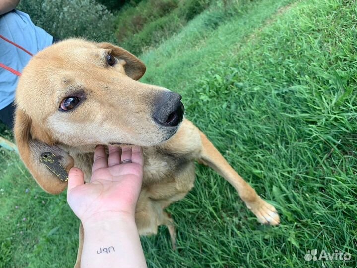 Собака в добрые руки отдам бесплатно
