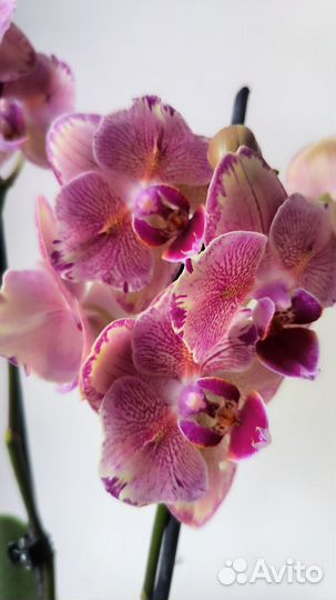 Орхидея фаленопсис бабочка Pirate Picotee