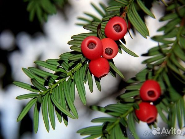 Саженцы хвойных