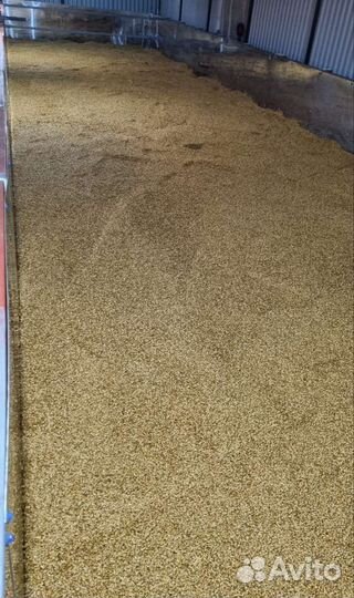 Солод ячменный