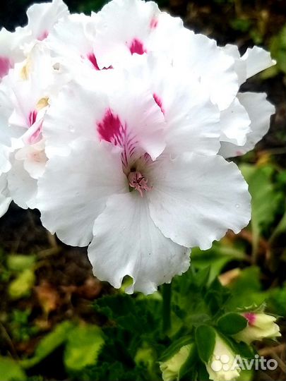 Пеларгония герань королевская