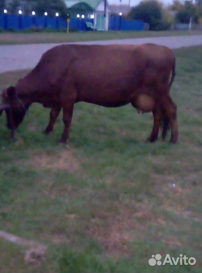 Продам корову
