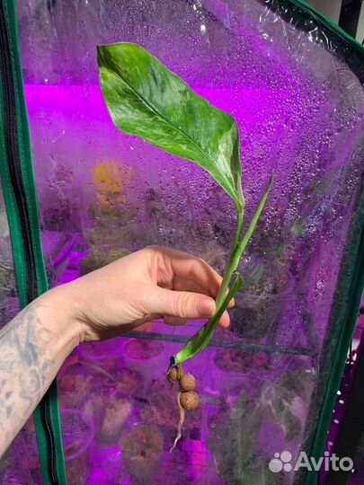 Монстера лехлериана вар