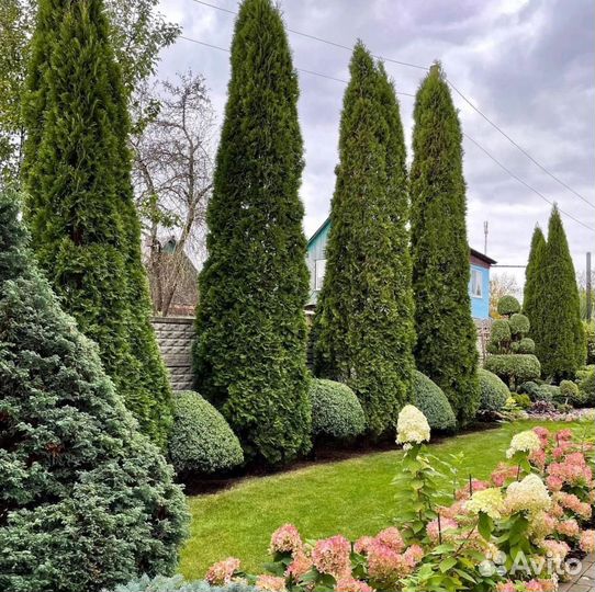 Хвойные растения