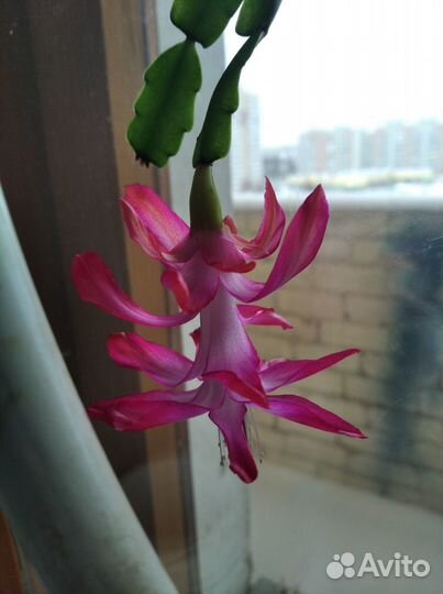 Продам шлюмбергеры /зигокактус, декабрист