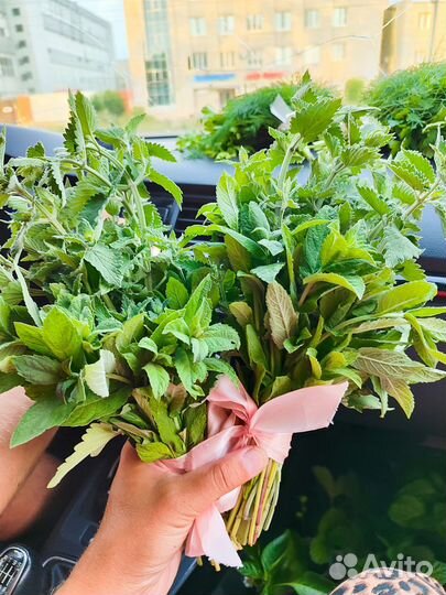 Свежая мята, мелисса, петрушка, базилик фиолетовый