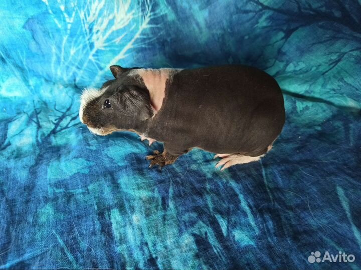 Морская свинка Скинни