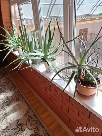 Алоэ вера лечебный