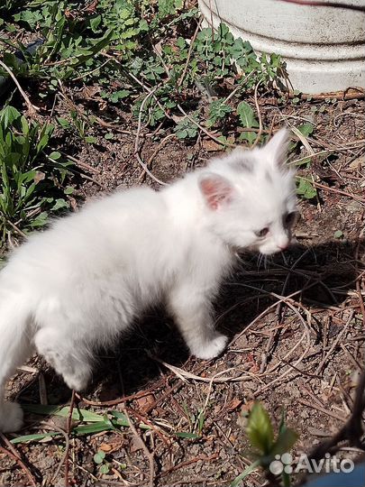 Кошечка в добрые руки