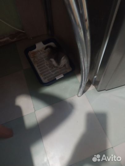 Британский котенок