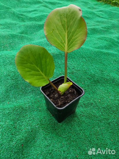 Тимьян ползучий, бадан вечнозелёный