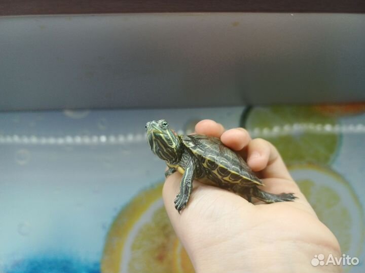 Красноухая черепаха мальчик и девочка