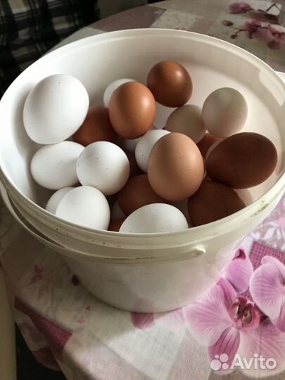 Домашние куриные яйца