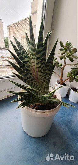 Алоэ пёстрое