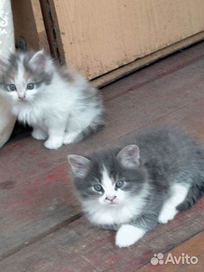 Отдам котят в добрые руки