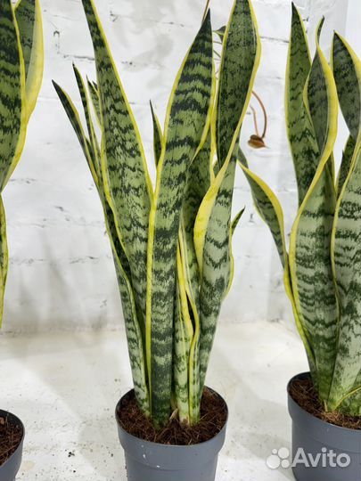 Сансевиерия лауренти 55 см