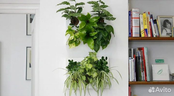 Растения для фитостены