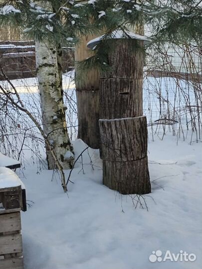 Колода для пчел