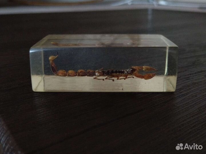 Скорпион запечатаный(коллекционный)