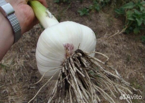 Озимый чеснок и яровой чеснок