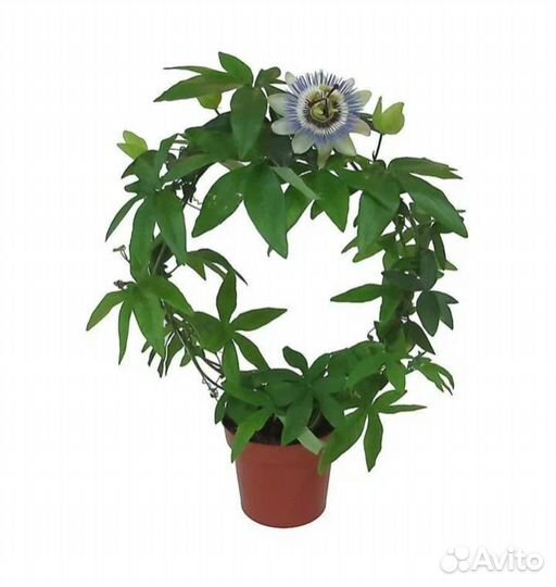 Пассифлора голубая