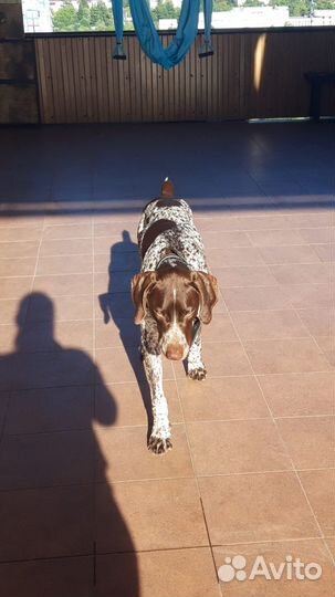 Курцхаар вязка