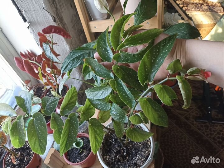 Бегония-кейн Альба-пикта