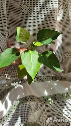 Сортовые фикусы