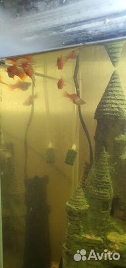 Аквариум
