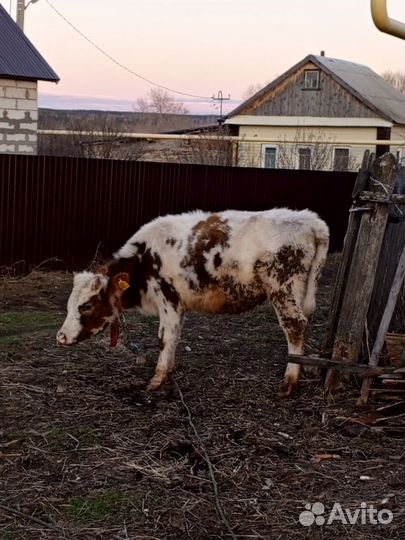 Корова телка айширская