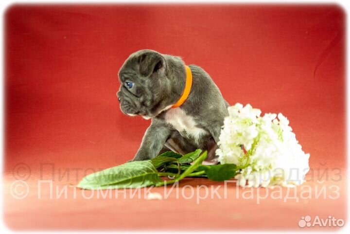 Французский бульдог