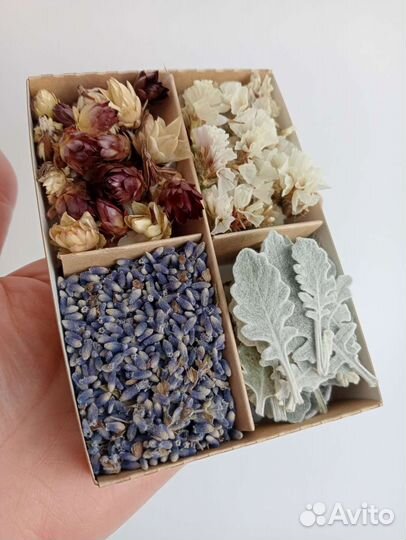 Сухоцветы для творчества
