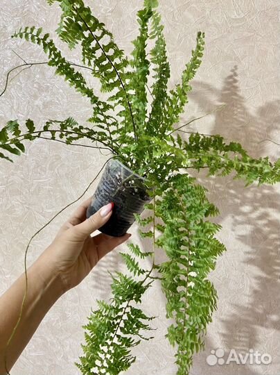 Нефролеписы сортовые