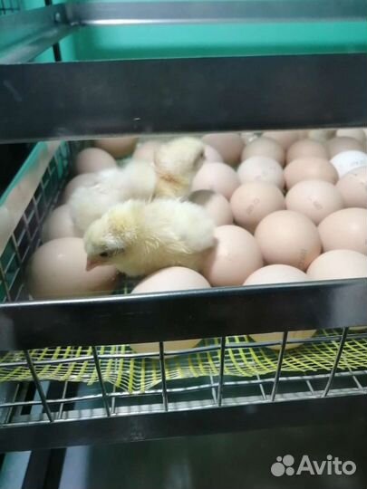 Подрощенный недельный бройлер кобб500 Испания