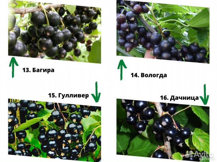 Саженцы смородины. Смородина