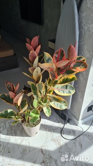 Фикус эластика