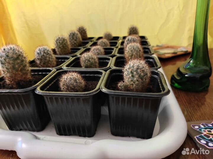 Кактуса детки