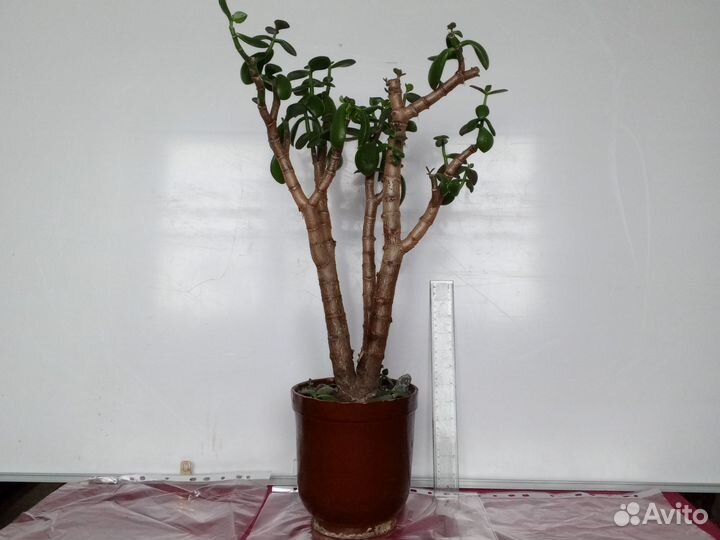 Крассула, денежное дерево, толстянка