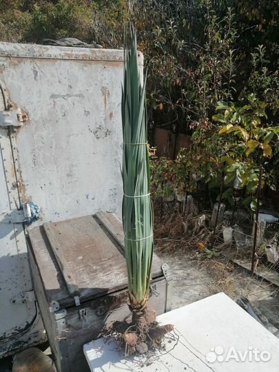 Пальма юкка садовая